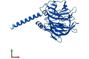 AlphaFold protein structure predicition of Mouse Recombinant Pon2 Protein, UniprotID Q62086