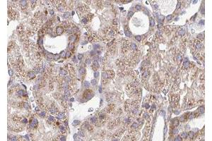 ABIN6276596 at 1/100 staining human kidney tissue sections by IHC-P. (PDGFB anticorps  (N-Term))