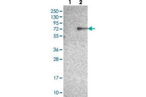 Western blot analysis of Lane 1: Negative control (vector only transfected HEK293T lysate), Lane 2: Over-expression Lysate (Co-expressed with a C-terminal myc-DDK tag (~3. (Zinc Finger Protein 354B (ZNF354B) anticorps)