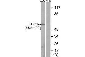 Western blot analysis of extracts from A549 cells, treated with PMA (125 ng/mL, 30 mins), using HBP1 (Phospho-Ser402) antibody.