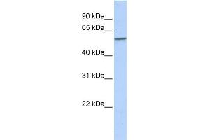 WB Suggested Anti-SPAG8 Antibody Titration: 0. (SPAG8 anticorps  (N-Term))