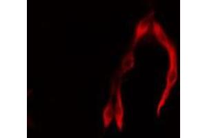 ABIN6276920 staining 293 cells by IF/ICC.