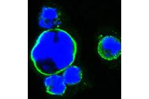 Confocal immunofluorescence analysis of HEK293 cells trasfected with full-length ISL1-hIgGFc using ISL1 monoclonal antibody, clone 1H9  (green) . (ISL1 anticorps)