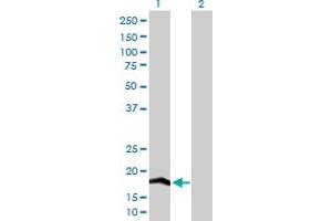 Western Blot analysis of COX4I2 expression in transfected 293T cell line by COX4I2 MaxPab polyclonal antibody. (COX4I2 anticorps  (AA 1-171))