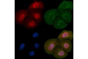 SFPQ Mouse Monoclonal Antibody staining Hela cells by IF/ICC. (SFPQ anticorps  (C-Term))