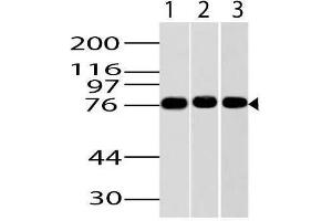 Image no. 1 for anti-Inhibitor of kappa Light Polypeptide Gene Enhancer in B-Cells, Kinase epsilon (IKBKE) (AA 2-203) antibody (ABIN5027294) (IKKi/IKKe anticorps  (AA 2-203))