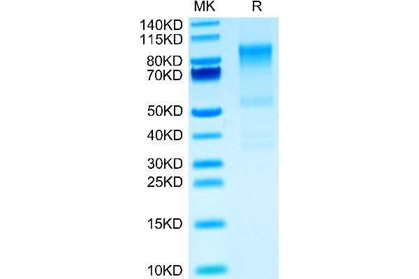 Syndecan 1 Protein (SDC1) (AA 23-255) (Fc Tag)