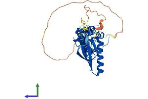 AlphaFold protein structure predicition of Human Recombinant KCTD7 Protein, UniprotID Q96MP8