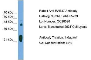 WB Suggested Anti-RAB37  Antibody Titration: 0. (RAB37 anticorps  (Middle Region))