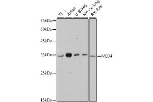 Western blot analysis of extracts of various cell lines, using MED4 antibody (ABIN7268445) at 1:1000 dilution. (MED4 anticorps)