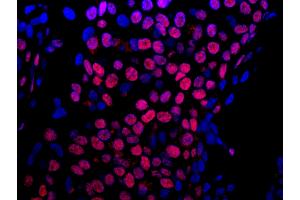 Immunofluorescence (IF) image for anti-Heterogeneous Nuclear Ribonucleoprotein U-Like 1 (HNRNPUL1) (AA 50-100) antibody (ABIN7448953) (HNRNPUL1 anticorps  (AA 50-100))