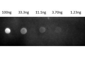 Dot Blot results of Goat Fab Anti-Rat IgG Antibody Rhodamine Conjugate. (Chèvre anti-Rat IgG (Heavy & Light Chain) Anticorps (TRITC) - Preadsorbed)