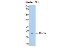 Western Blotting (WB) image for anti-Claudin 3 (CLDN3) (AA 30-159) antibody (ABIN1176417) (Claudin 3 anticorps  (AA 30-159))