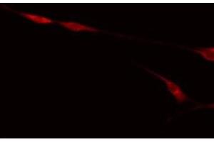 ABIN6275279 staining NIH-3T3 by IF/ICC.