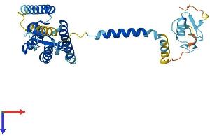 AlphaFold protein structure predicition of Mouse Recombinant Pex2 Protein, UniprotID P55098