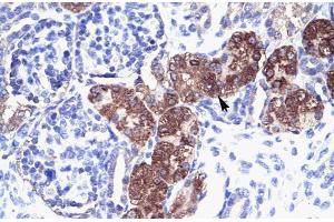 Human kidney; Rabbit Anti-SOX18 Antibody. (SOX18 anticorps  (Middle Region))