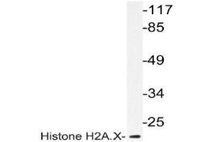Western blot (WB) analyzes of Histone H2A. (H2AFX anticorps)