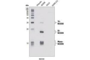 Image no. 2 for anti-Neural Precursor Cell Expressed, Developmentally Down-Regulated 8 (NEDD8) (N-Term) antibody (ABIN221543)