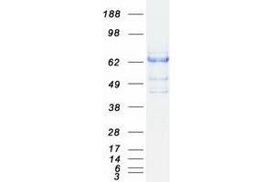 Validation with Western Blot (SH2B3 Protein (Myc-DYKDDDDK Tag))