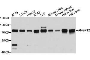 Western blot analysis of extracts of various cell lines, using ANGPT2 antibody. (Angiopoietin 2 anticorps)