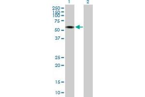 Western Blot analysis of INTS12 expression in transfected 293T cell line by INTS12 MaxPab polyclonal antibody. (INTS12 anticorps  (AA 1-462))