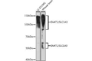 Western blot analysis of extracts of various cell lines, using E/SLC1 Rabbit mAb (ABIN7270394) at 1:1000 dilution.
