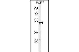 Western blot analysis of PSG7 Antibody (C-term) (ABIN651132 and ABIN2840089) in MCF-7 cell line lysates (35 μg/lane). (PSG7 anticorps  (C-Term))