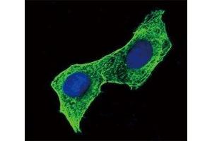 Confocal immunofluorescent analysis of b-Actin antibody with HeLa cells followed by Alexa Fluor 488-conjugated goat anti-mouse lgG (green).