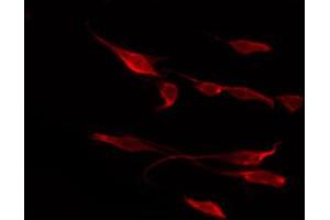 ABIN6267523 staining COS7 by IF/ICC.