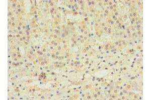 Immunohistochemistry of paraffin-embedded human adrenal gland tissue using ABIN7171610 at dilution of 1:100
