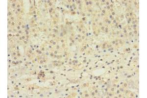 Immunohistochemistry of paraffin-embedded human adrenal gland tissue using ABIN7171610 at dilution of 1:100 (TBC1D2 anticorps  (AA 1-237))