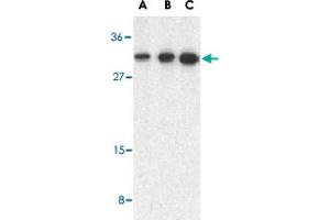 Western blot analysis of STRADB in human heart lysate with STRADB polyclonal antibody  at 0.