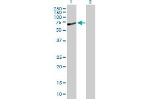 Western Blot analysis of SLC27A1 expression in transfected 293T cell line by SLC27A1 MaxPab polyclonal antibody. (SLC27A1 anticorps  (AA 1-646))