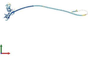 AlphaFold protein structure predicition of Mouse Recombinant Swap70 Protein, UniprotID Q6A028