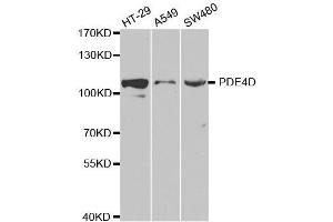 Western blot analysis of extracts of various cell lines, using PDE4D antibody. (PDE4D anticorps  (AA 249-518))