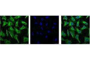 IF analysis of Hela with antibody (Left) and DAPI (Right) diluted at 1:100. (EGFR anticorps)