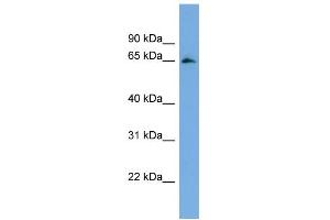 WB Suggested Anti-FBXL5 Antibody Titration:  0.