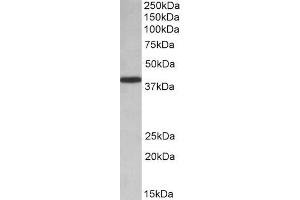 ABIN571268 (0. (PCBP1 anticorps  (AA 234-247))