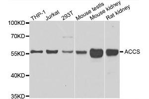 Western blot analysis of extracts of various cell lines, using ACCS antibody. (PHACS anticorps)