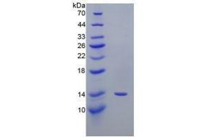 SDS-PAGE analysis of Mouse PTGS2 Protein.
