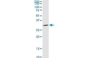 SPRY2 MaxPab rabbit polyclonal antibody.
