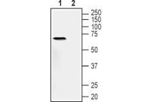 Western blot analysis of human PANC-1 pancreas ductal adenocarcinoma cell line lysate: - 1.
