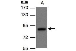 Western Blotting (WB) image for anti-Disrupted in Schizophrenia 1 (DISC1) (AA 23-85) antibody (ABIN467488) (DISC1 anticorps  (AA 23-85))
