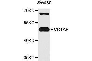 Western blot analysis of extracts of SW480 cells, using CRTAP antibody. (CRTAP anticorps)