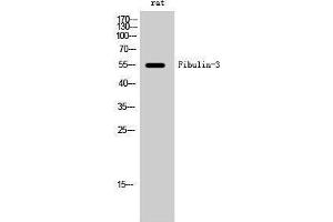 Western Blotting (WB) image for anti-Fibulin 3 (FBLN3) (Internal Region) antibody (ABIN3184621) (FBLN3 anticorps  (Internal Region))