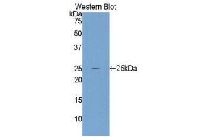 Western Blotting (WB) image for anti-Glutamate-Cysteine Ligase, Catalytic Subunit (GCLC) (AA 435-636) antibody (ABIN1858972)