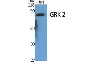 Western Blot (WB) analysis of specific cells using GRK 2 Polyclonal Antibody. (GRK2 anticorps  (C-Term))
