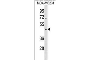 SEPT12 Antibody (Center) (ABIN1538104 and ABIN2838300) western blot analysis in MDA-M cell line lysates (35 μg/lane). (Septin 12 anticorps  (AA 218-244))