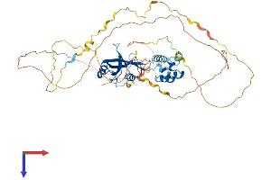 AlphaFold protein structure predicition of Human Recombinant LCP2 Protein, UniprotID Q13094