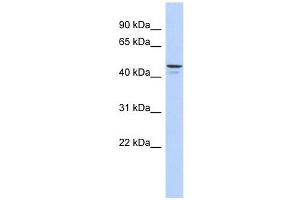 ENPP6 antibody used at 1 ug/ml to detect target protein. (ENPP6 anticorps  (Middle Region))